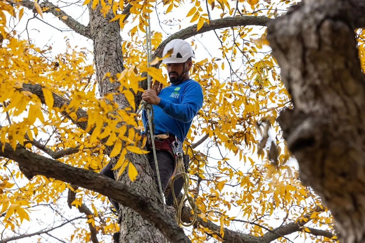 Skilled Tree Planing crew working in Shrub Oak