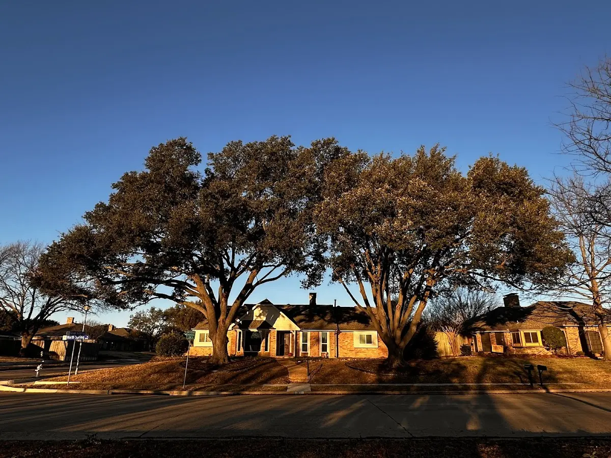 Established residential canopy tree shading a home in Shrub Oak